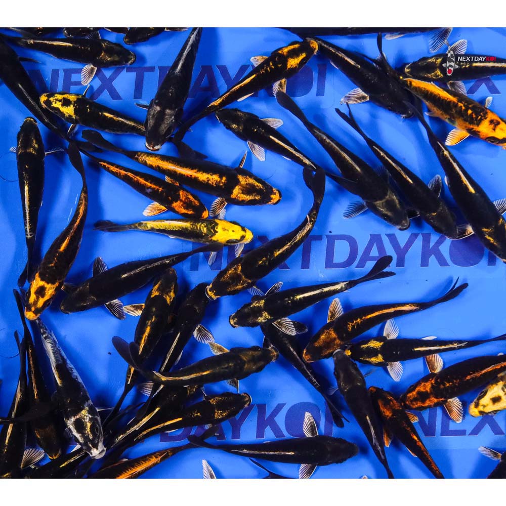 4-5" Imported Kabuto Koi Mix - Image 3