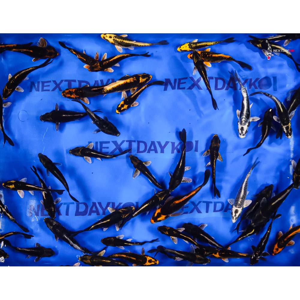 4-5" Imported Kabuto Koi Mix - Image 4