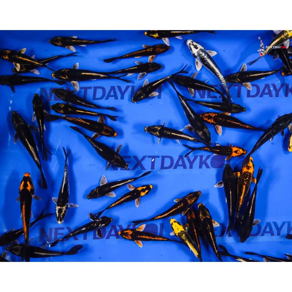 4-5" Imported Kabuto Koi Mix - Image 6