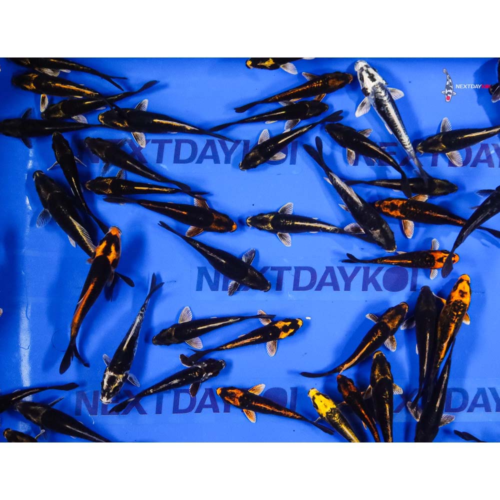 4-5" Imported Kabuto Koi Mix - Image 9