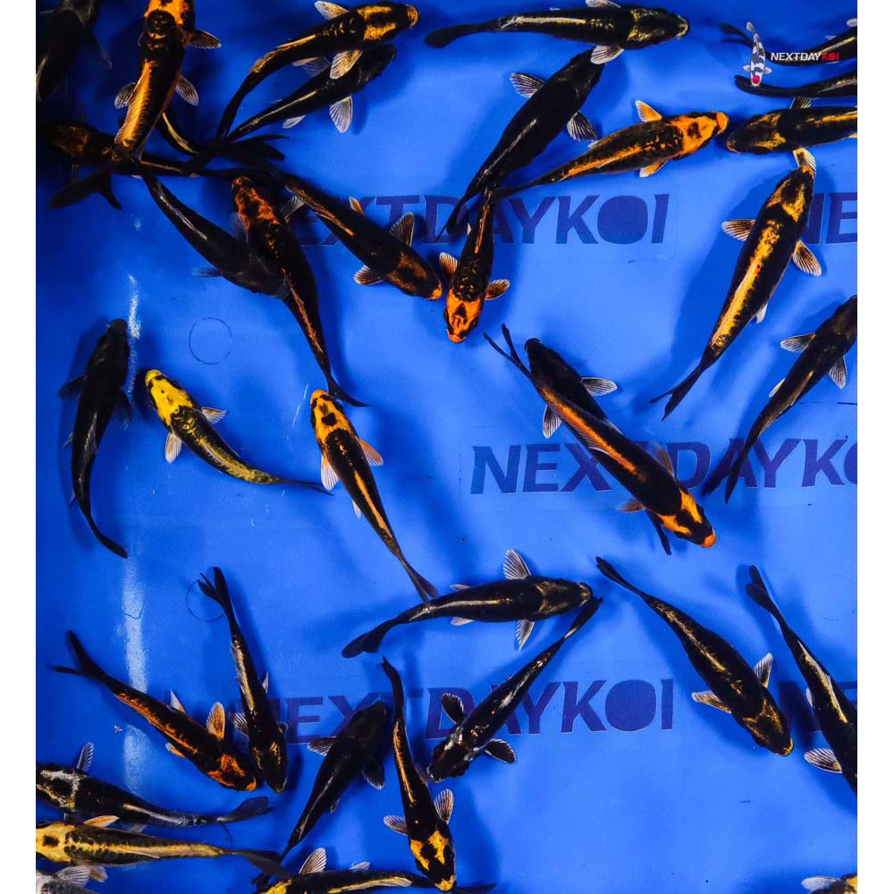 4-5" Imported Kabuto Koi Mix - Image 8