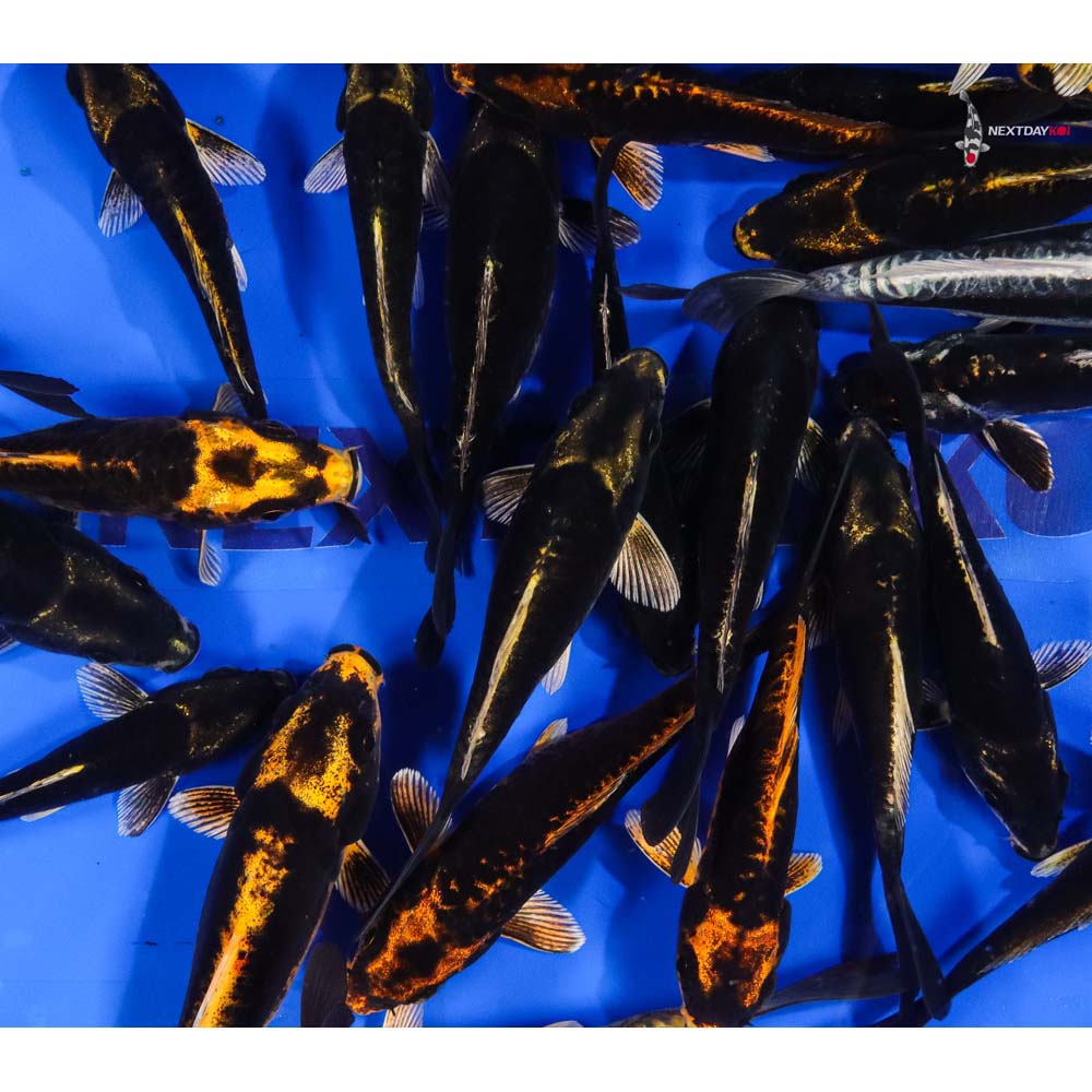 4-5" Imported Kabuto Koi Mix - Image 5