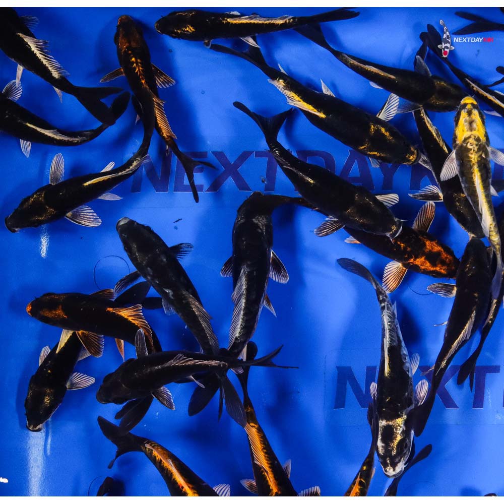 4-5" Imported Kabuto Koi Mix - Image 7