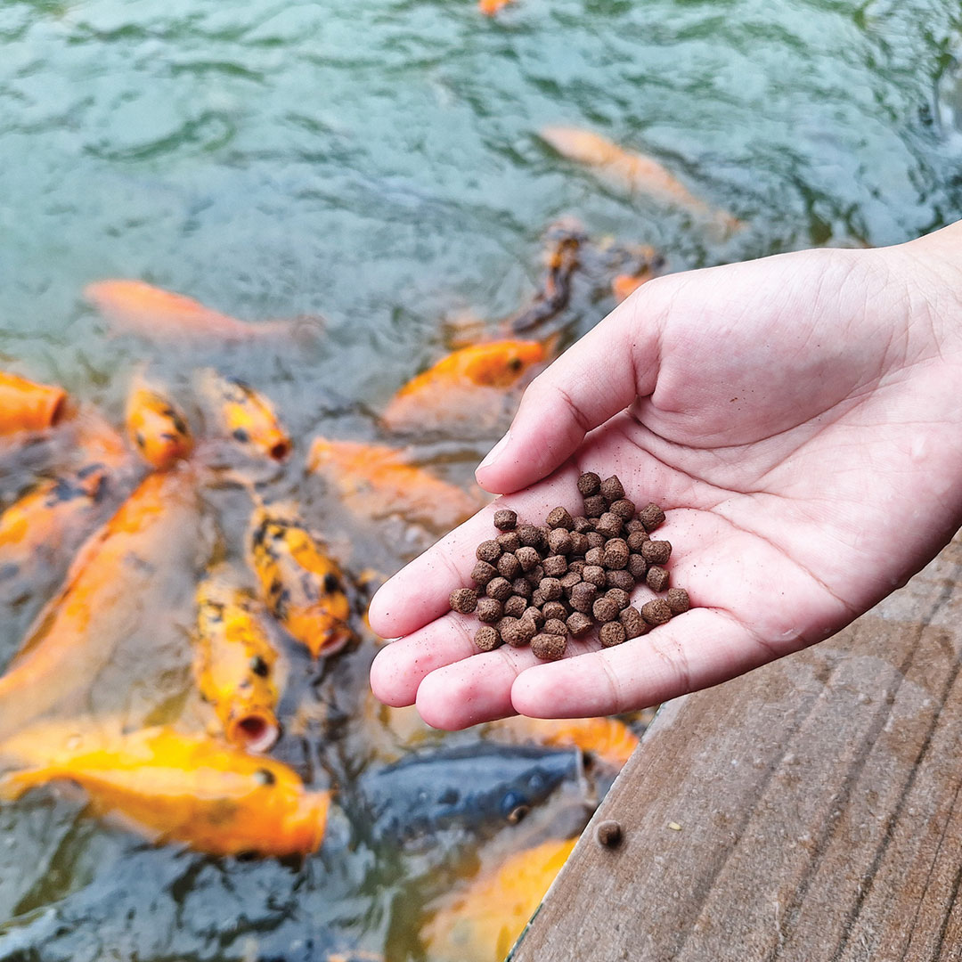 Hand full of fish food hovering over a pond full of koi