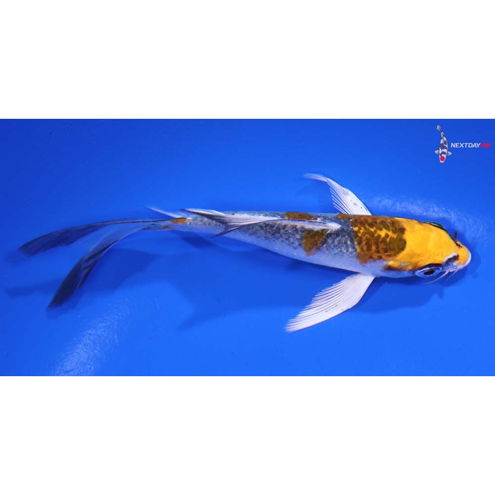 4.5” Imported Kujaku Butterfly Koi