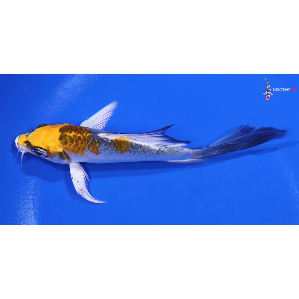 4.5” Imported Kujaku Butterfly Koi