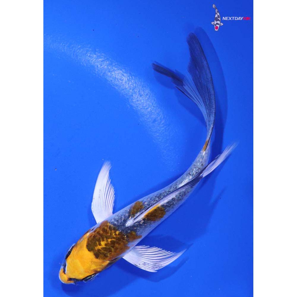 4.5” Imported Kujaku Butterfly Koi