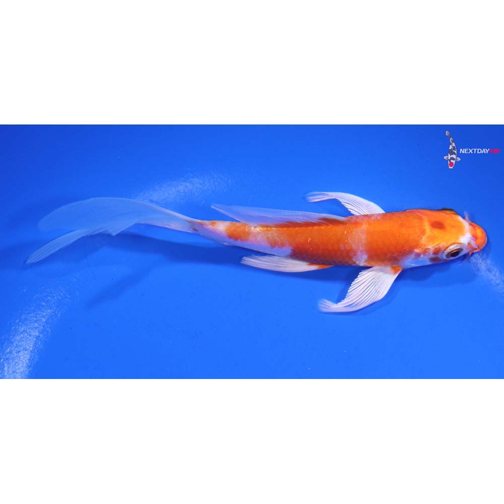 5” Imported Hariwake Butterfly Koi