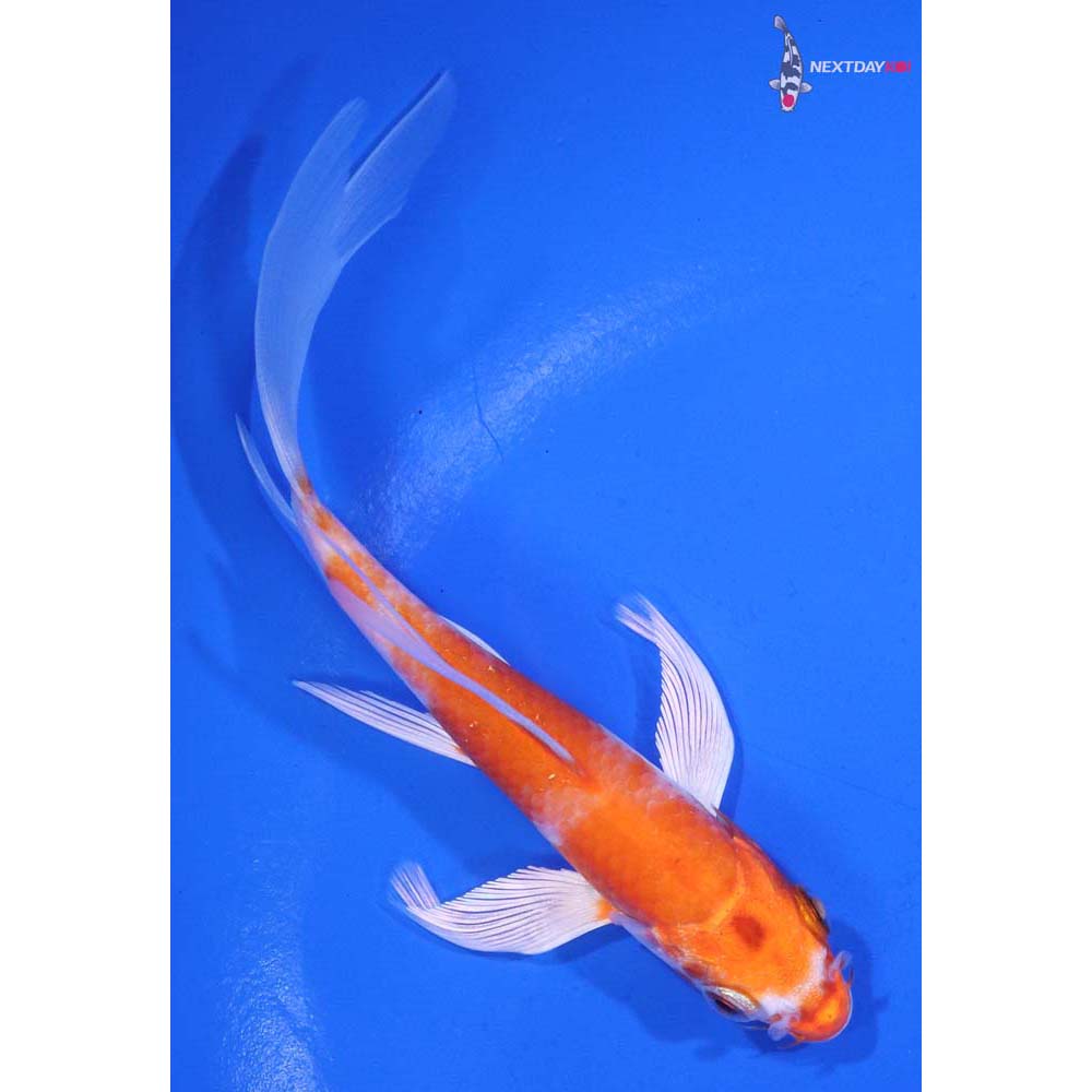 5” Imported Hariwake Butterfly Koi