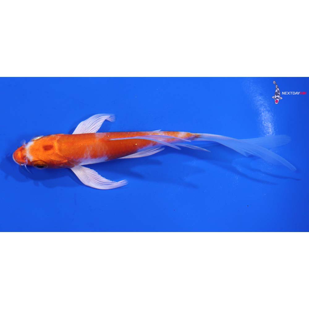 5” Imported Hariwake Butterfly Koi