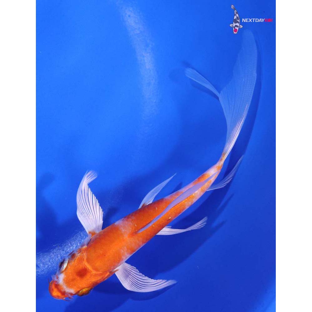 5” Imported Hariwake Butterfly Koi