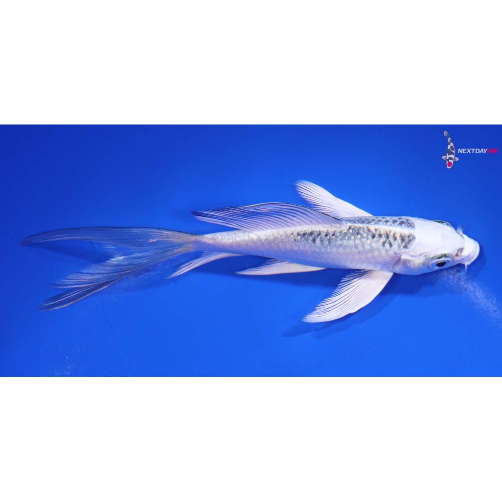 5” Imported Gin Matsuba Butterfly Koi