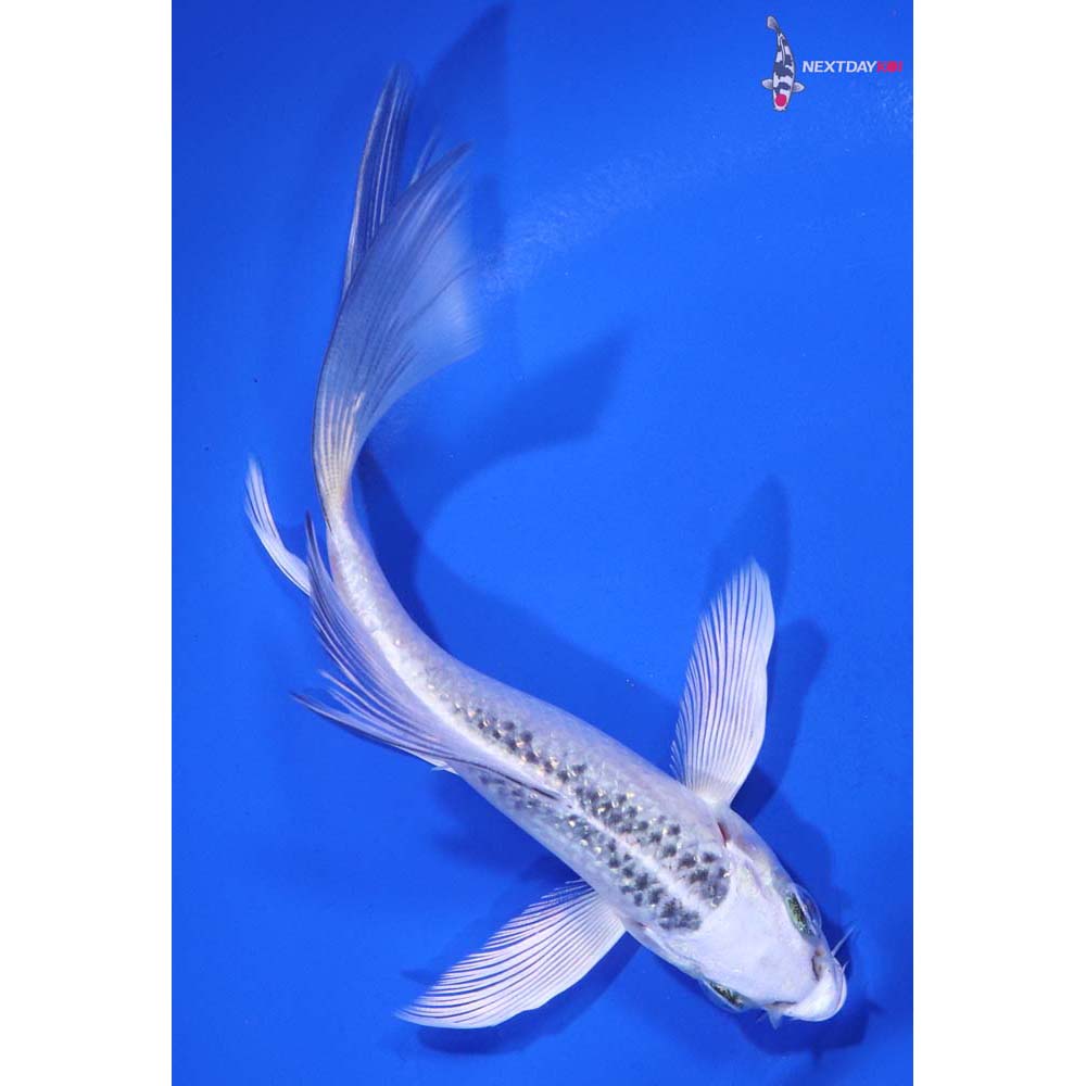 5” Imported Gin Matsuba Butterfly Koi