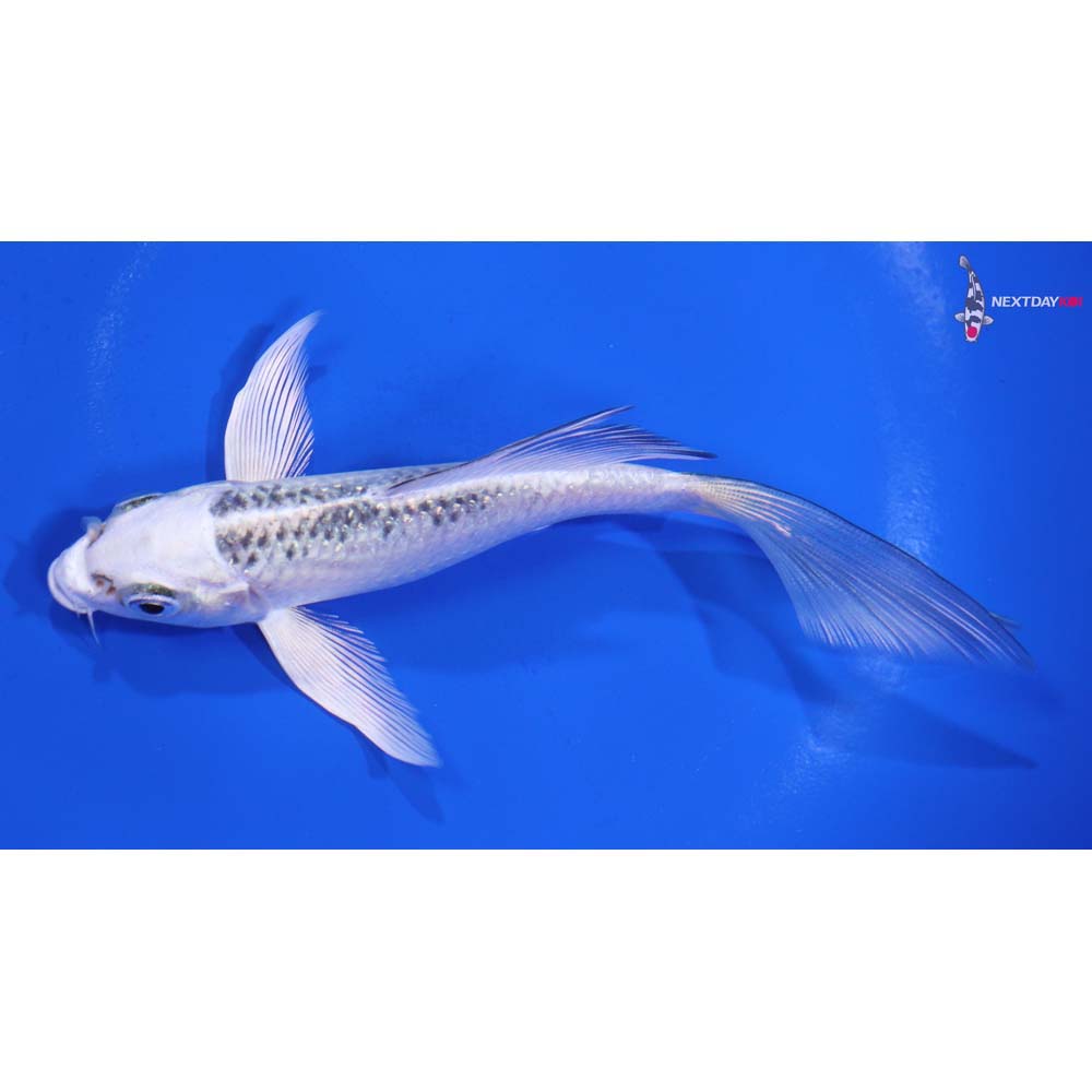 5” Imported Gin Matsuba Butterfly Koi