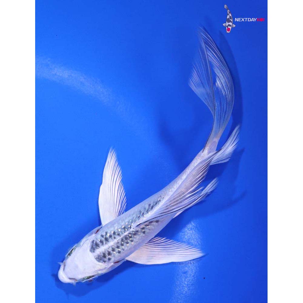 5” Imported Gin Matsuba Butterfly Koi