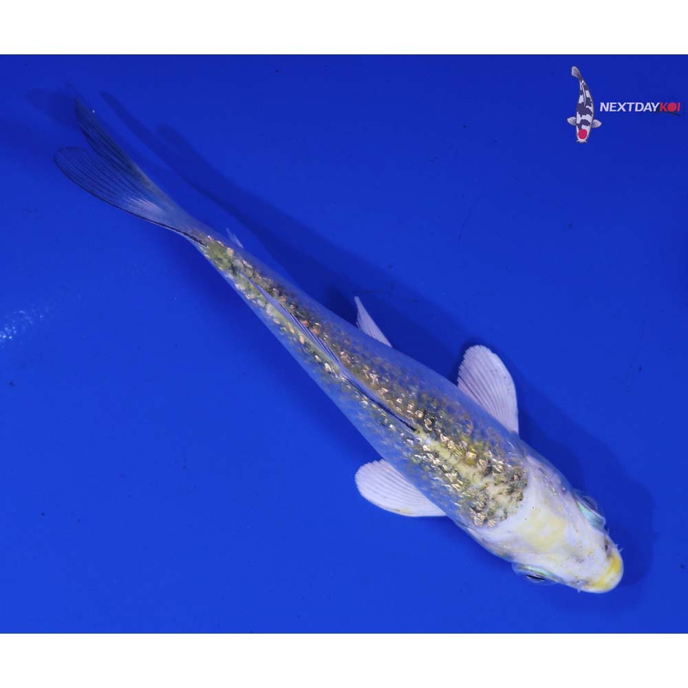 3.5” Imported Gin Rin Kujaku