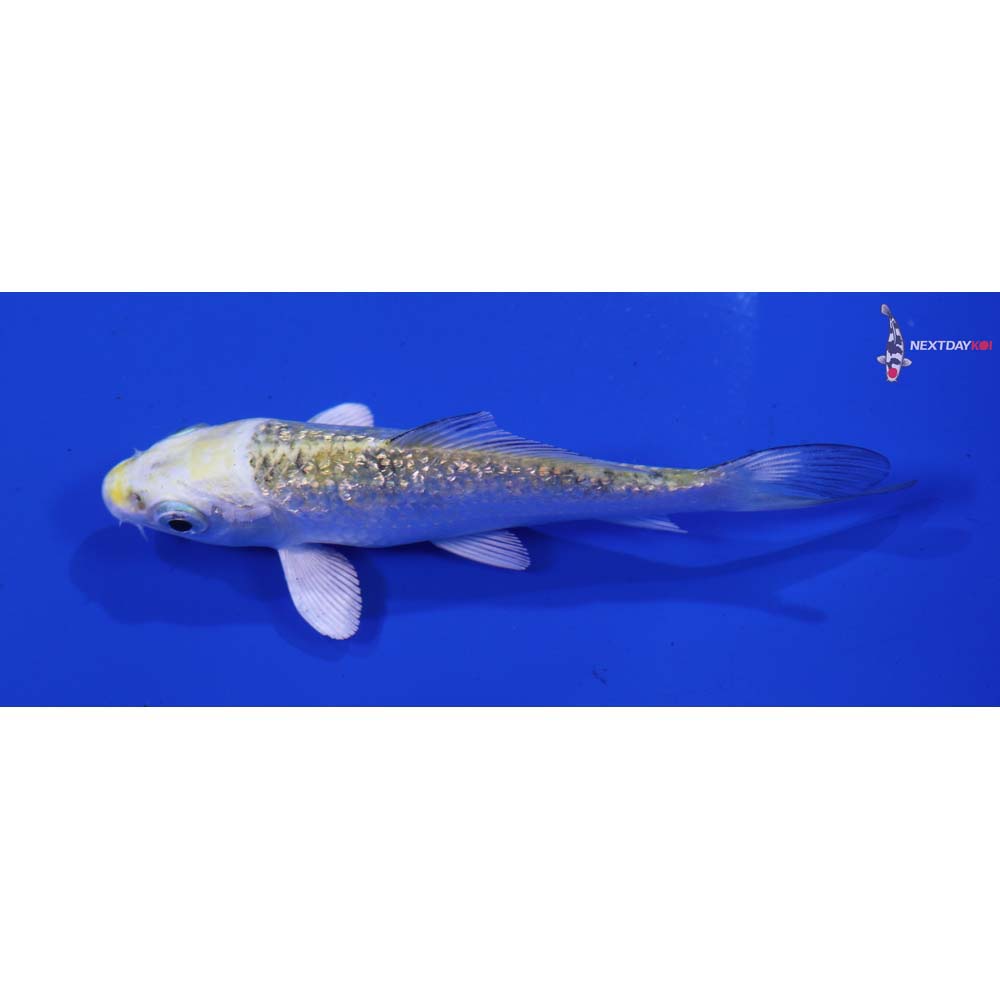 3.5” Imported Gin Rin Kujaku