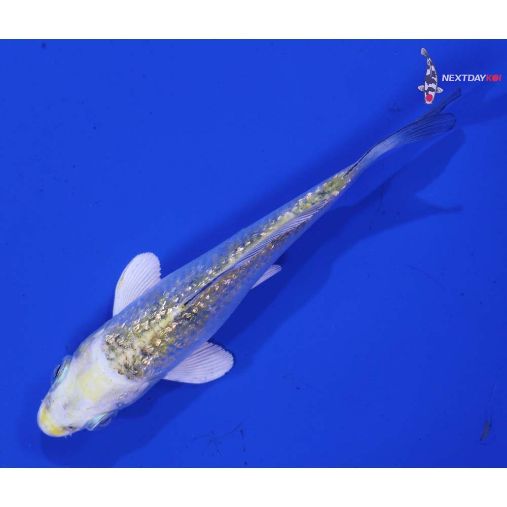 3.5” Imported Gin Rin Kujaku