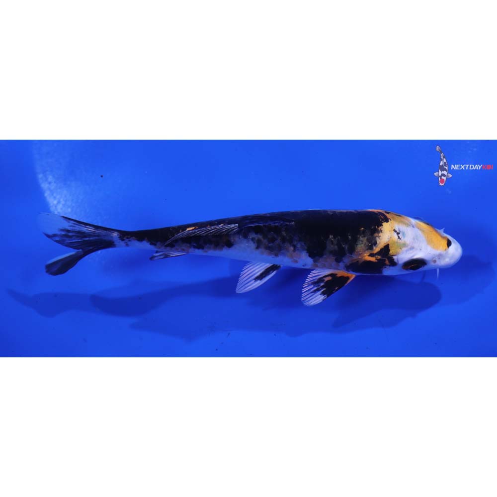 4.5” Imported Yamato Nishiki