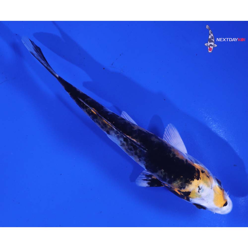 4.5” Imported Yamato Nishiki