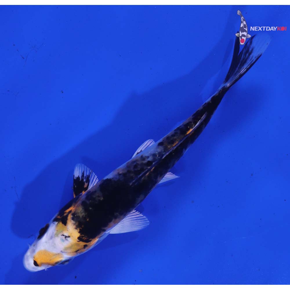 4.5” Imported Yamato Nishiki