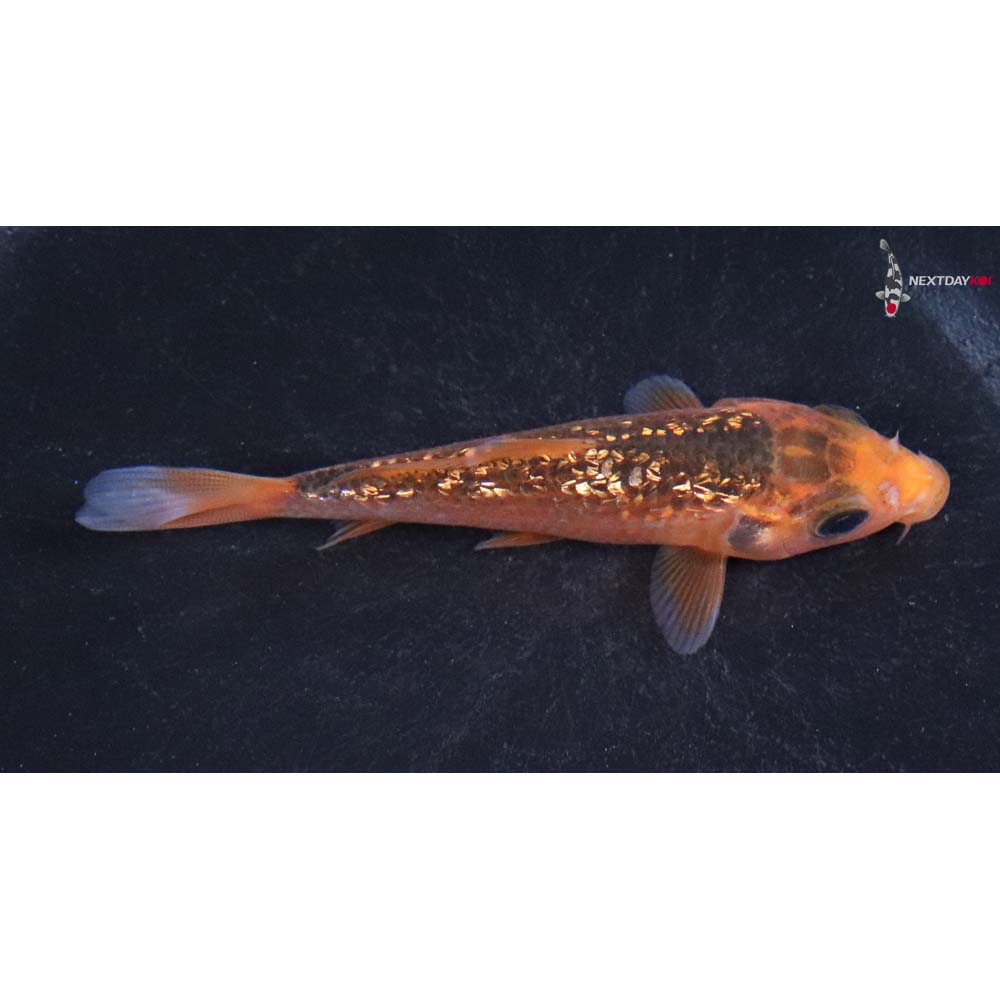 3.5” Imported Gin Rin Hi Asagi