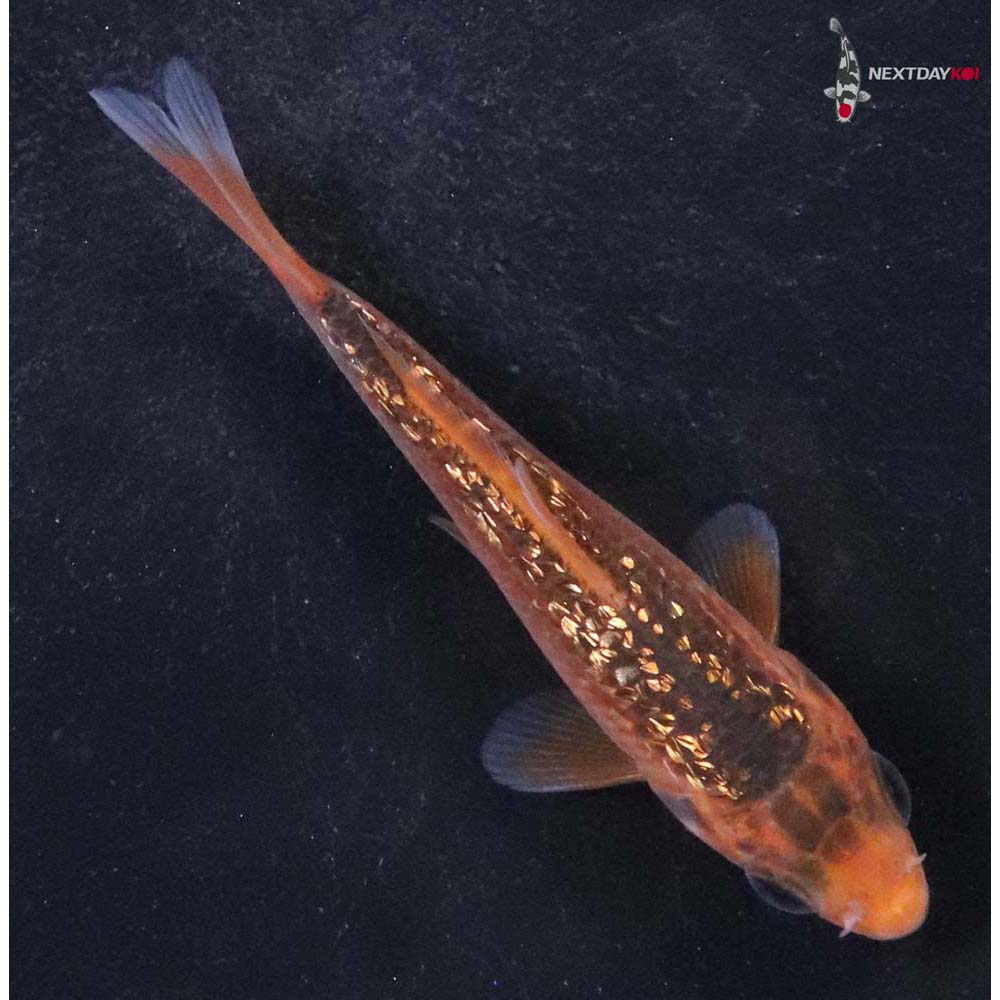 3.5” Imported Gin Rin Hi Asagi