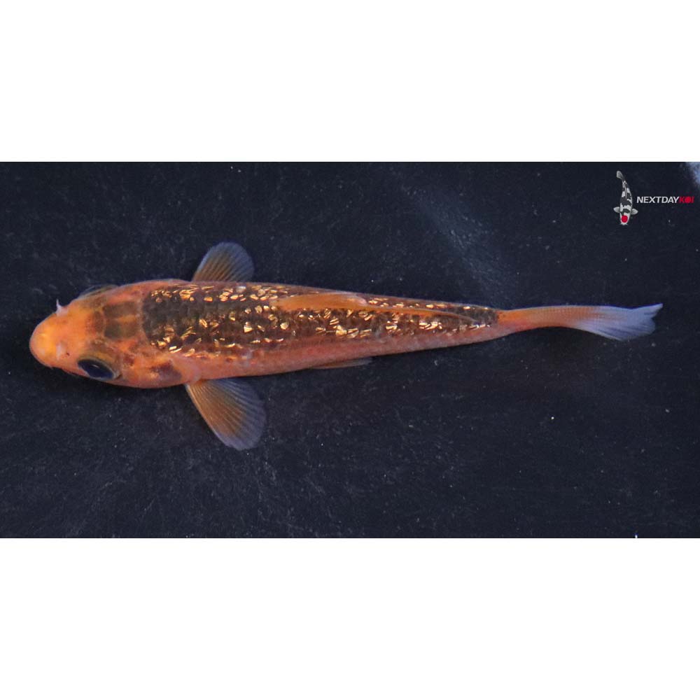 3.5” Imported Gin Rin Hi Asagi