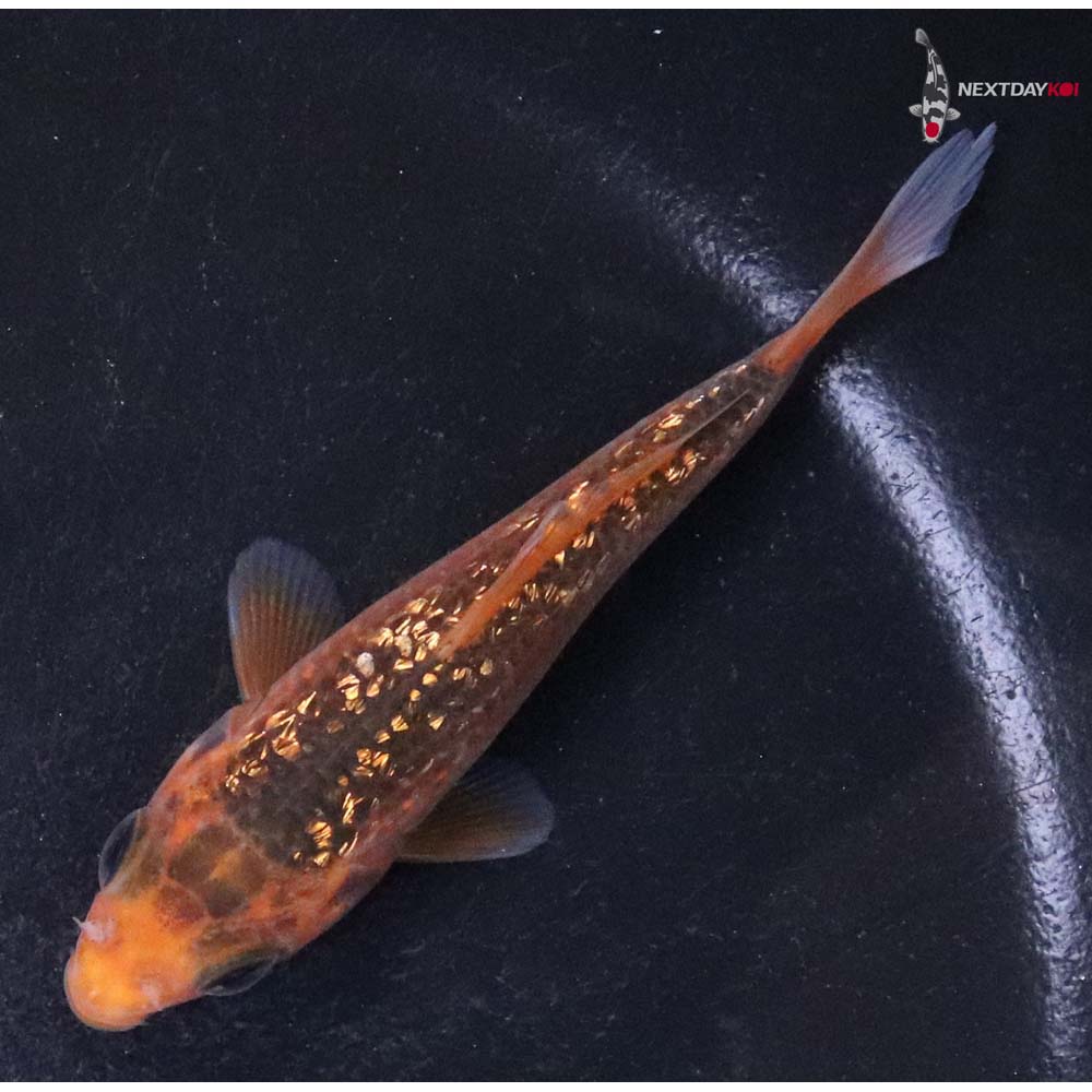 3.5” Imported Gin Rin Hi Asagi