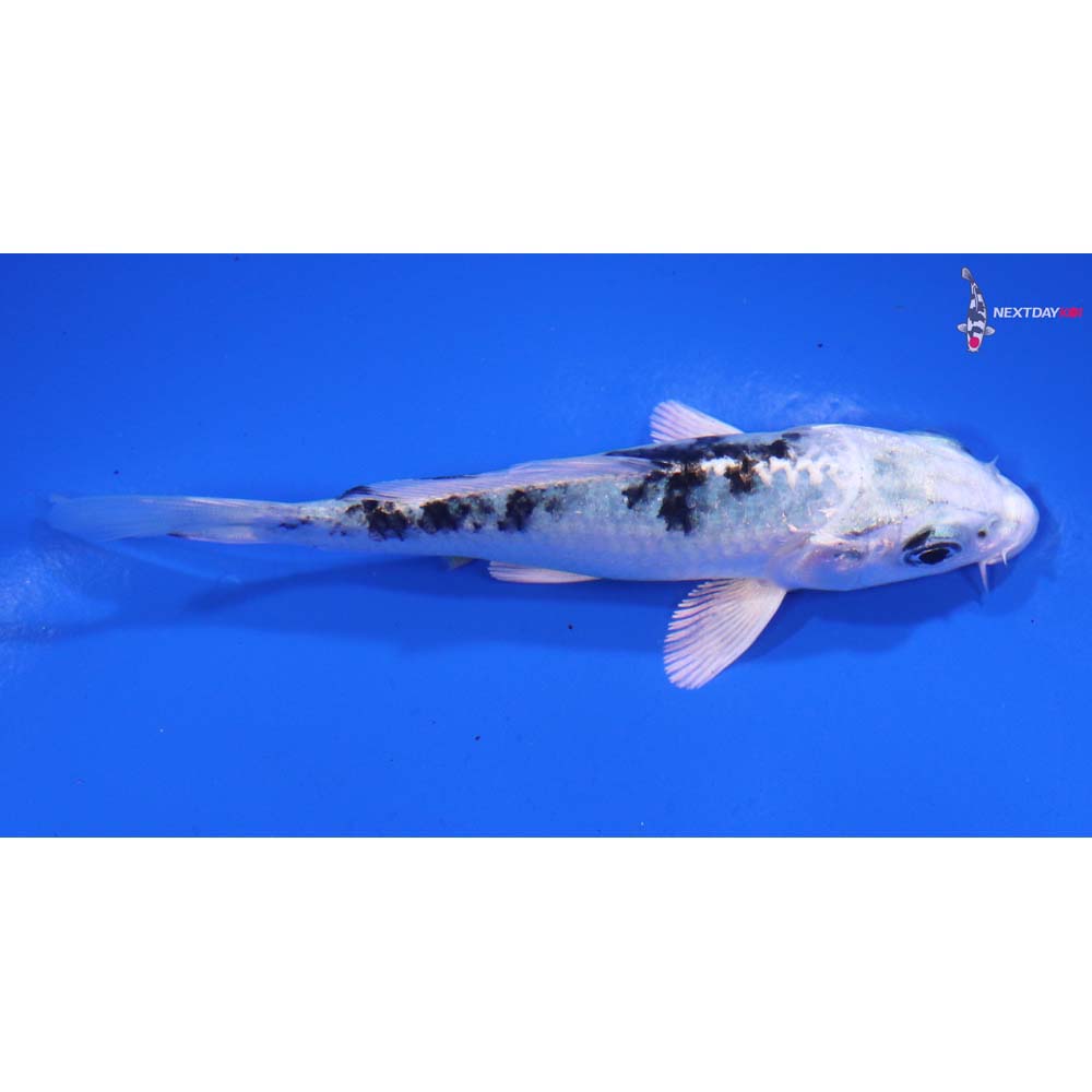 4” Imported Gin Shiro Bekko