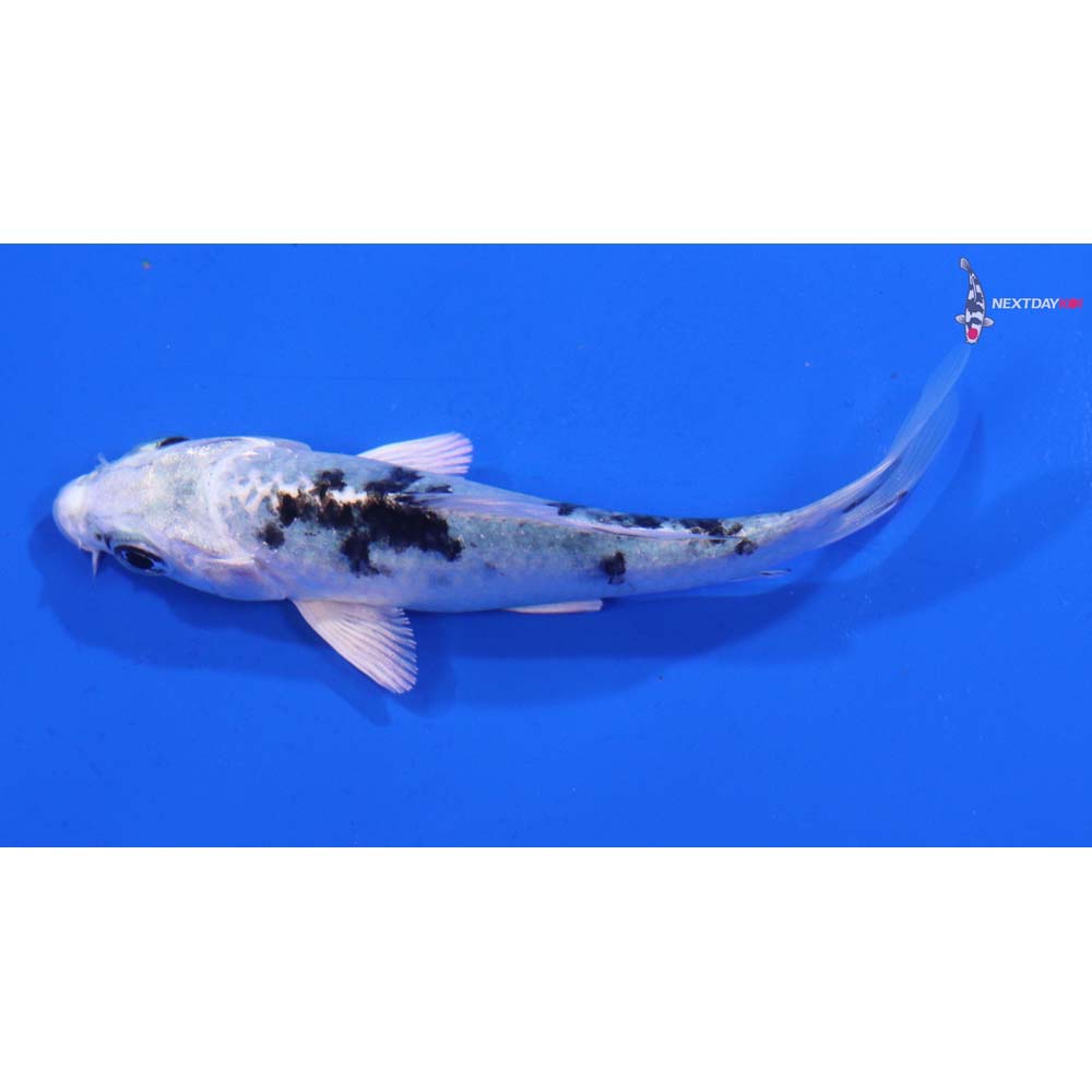 4” Imported Gin Shiro Bekko