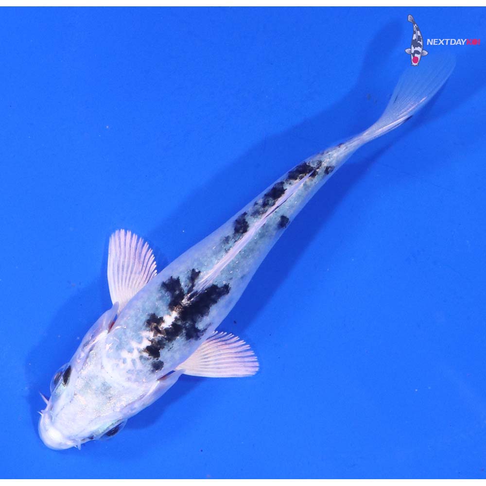 4” Imported Gin Shiro Bekko