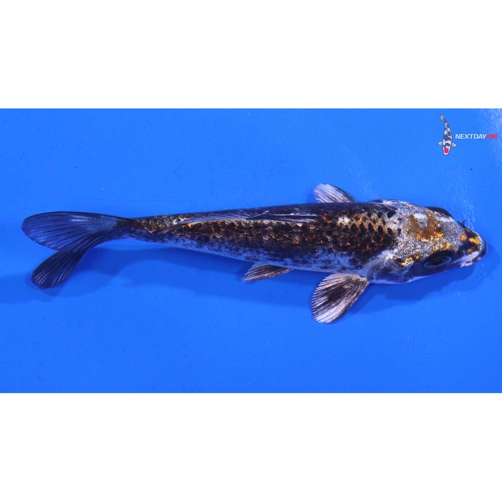 4” Imported Kujaku