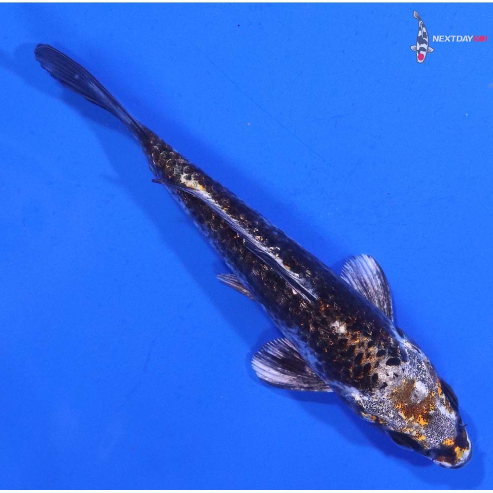 4” Imported Kujaku