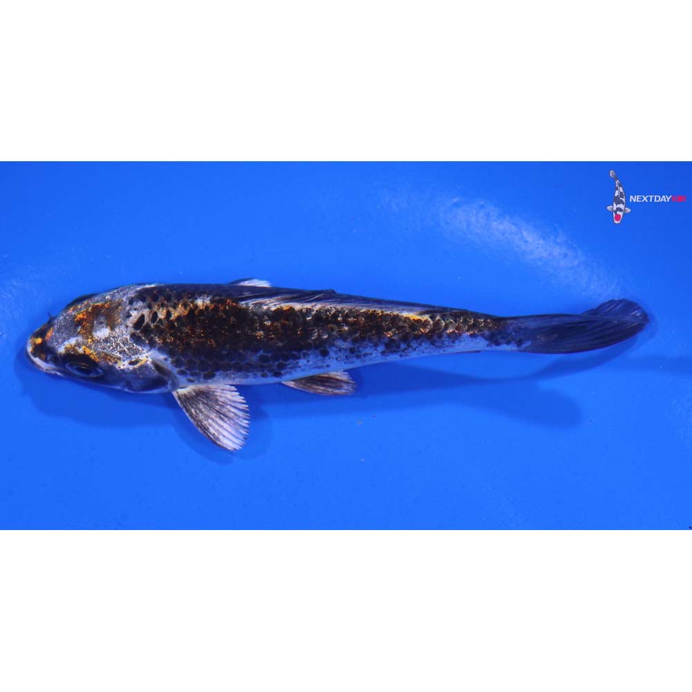 4” Imported Kujaku