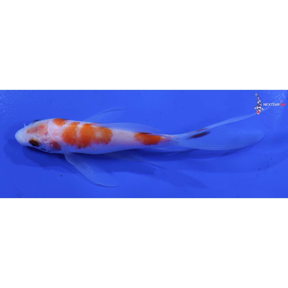 4” Imported Kohaku Butterfly Koi
