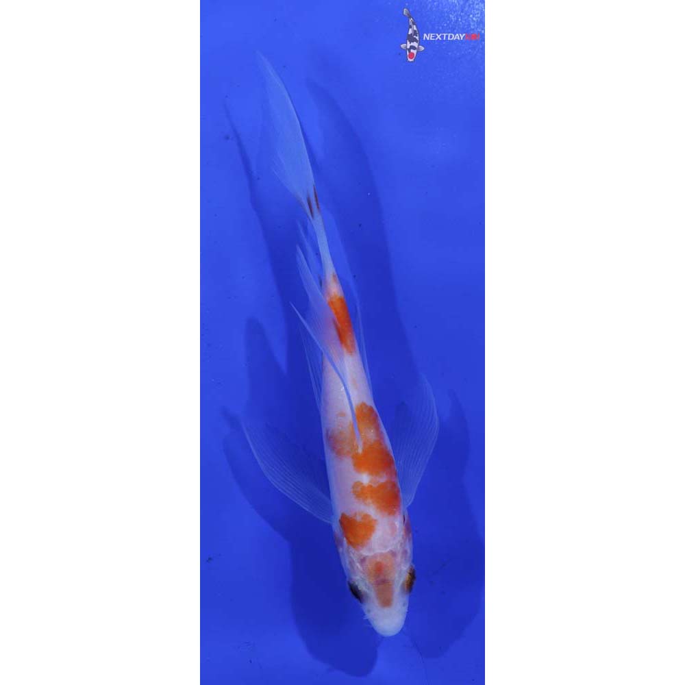 4” Imported Kohaku Butterfly Koi