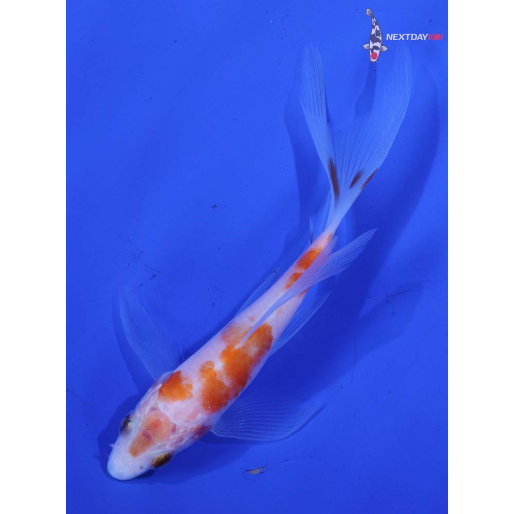 4” Imported Kohaku Butterfly Koi
