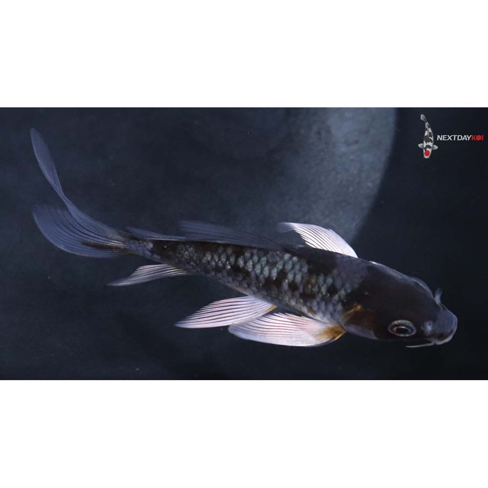 4” Imported Ochiba Shigure Butterfly Koi