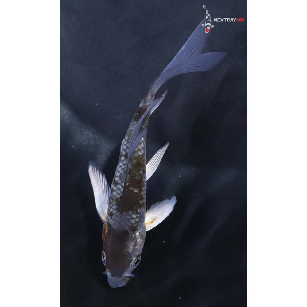 4” Imported Ochiba Shigure Butterfly Koi