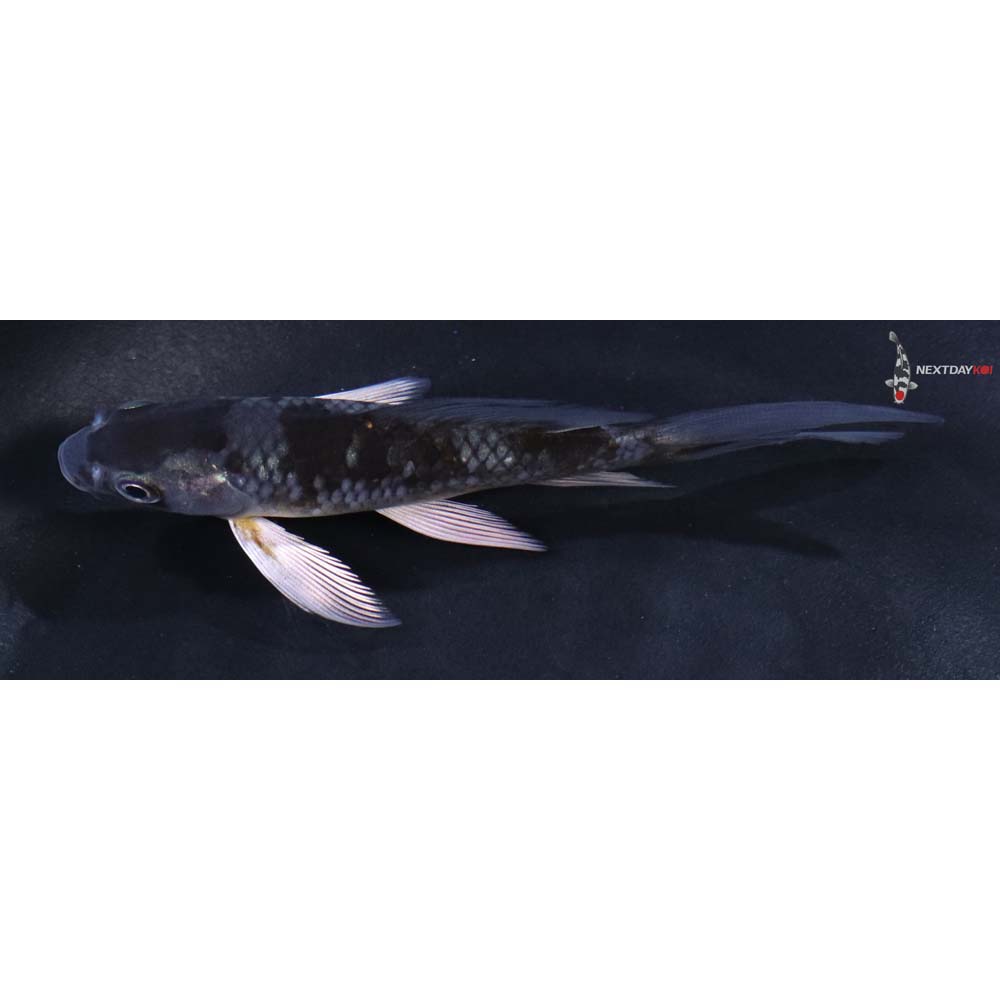 4” Imported Ochiba Shigure Butterfly Koi