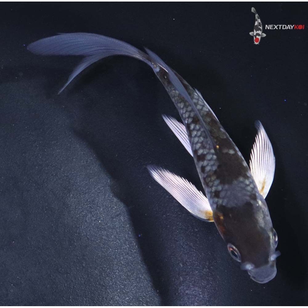 4” Imported Ochiba Shigure Butterfly Koi