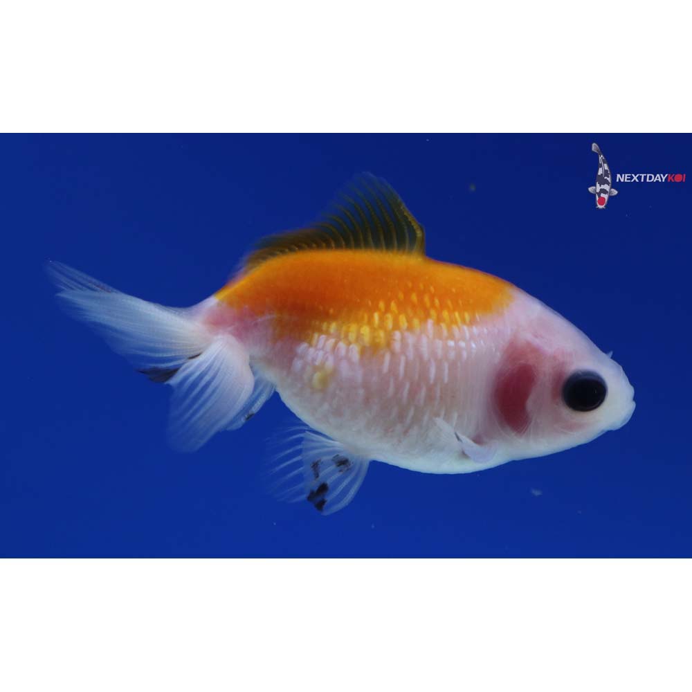 2.5” Imported Yellow and White Pearlscale