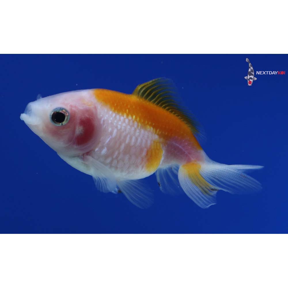 2.5” Imported Yellow and White Pearlscale