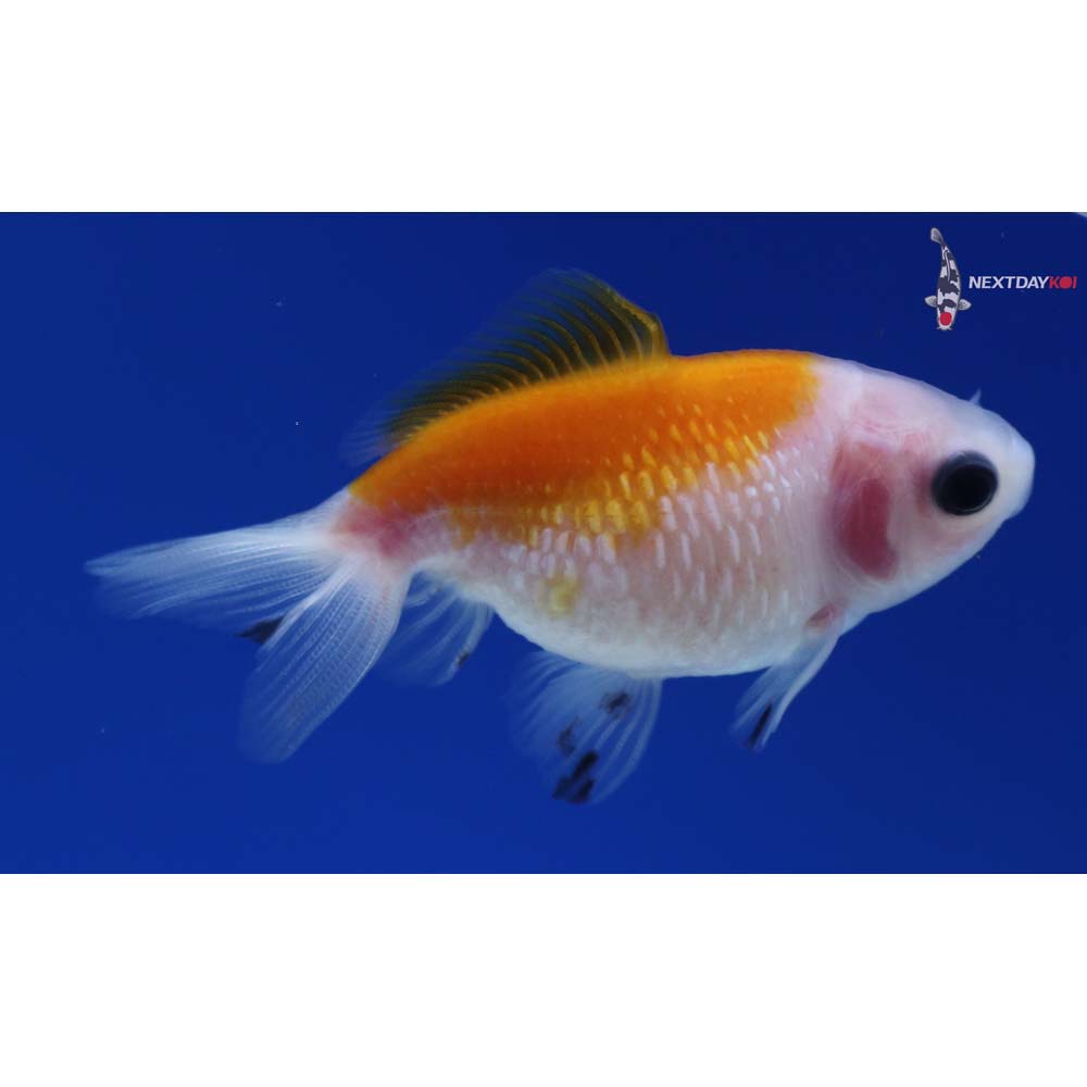 2.5” Imported Yellow and White Pearlscale