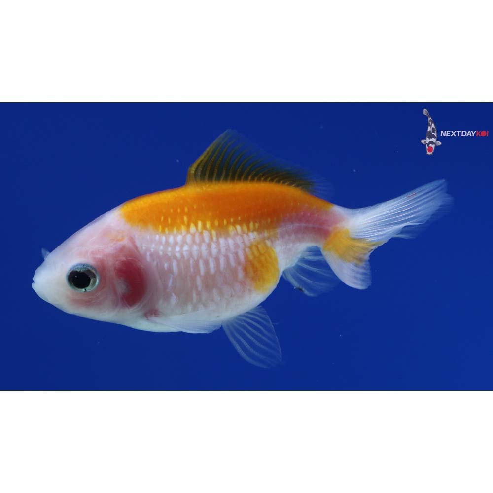 2.5” Imported Yellow and White Pearlscale