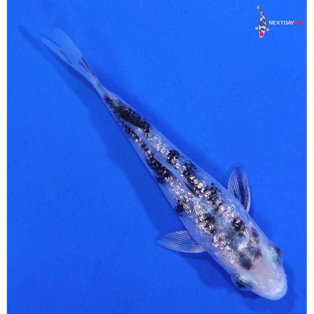 3” Imported Gin Rin Gin Shiro Bekko Koi