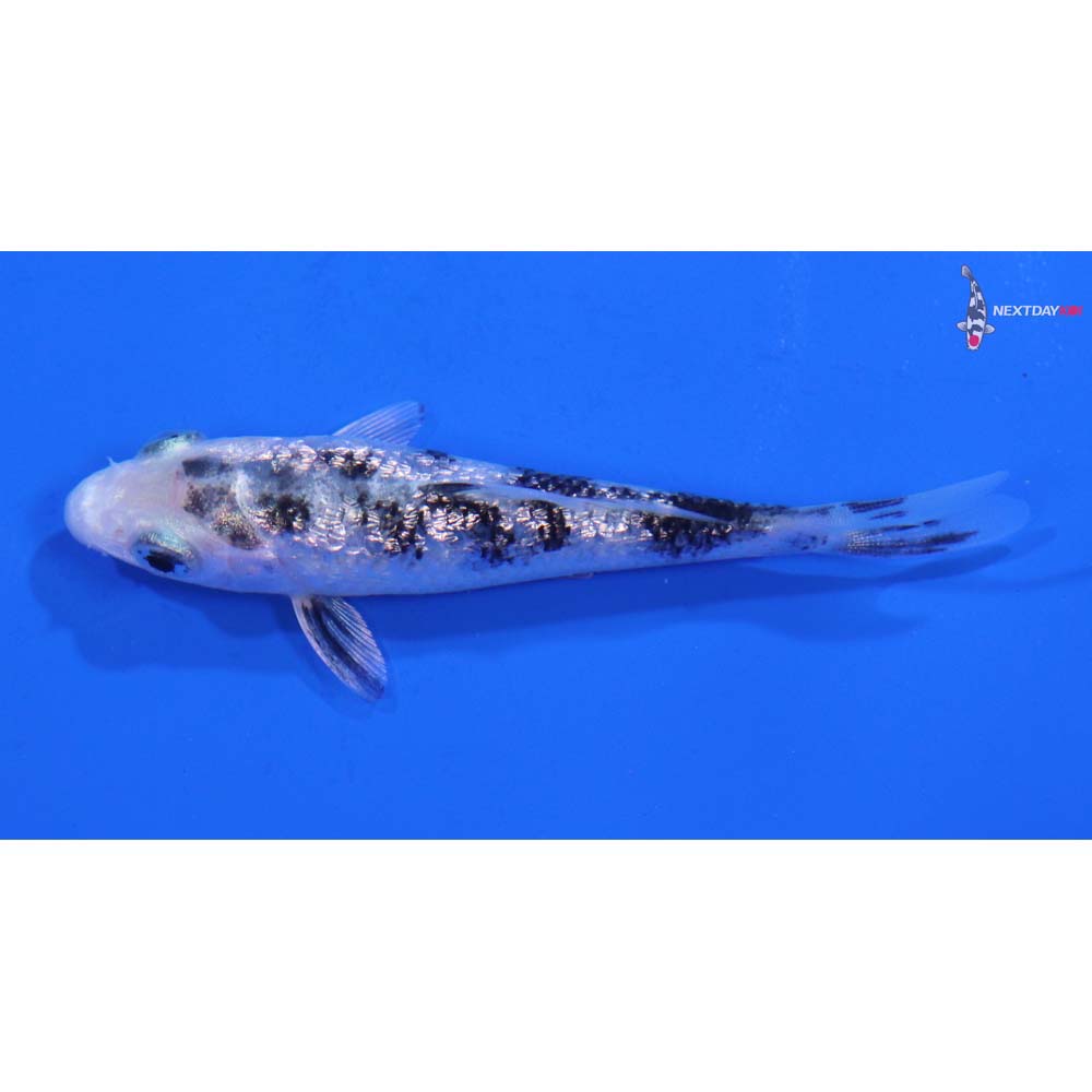 3” Imported Gin Rin Gin Shiro Bekko Koi