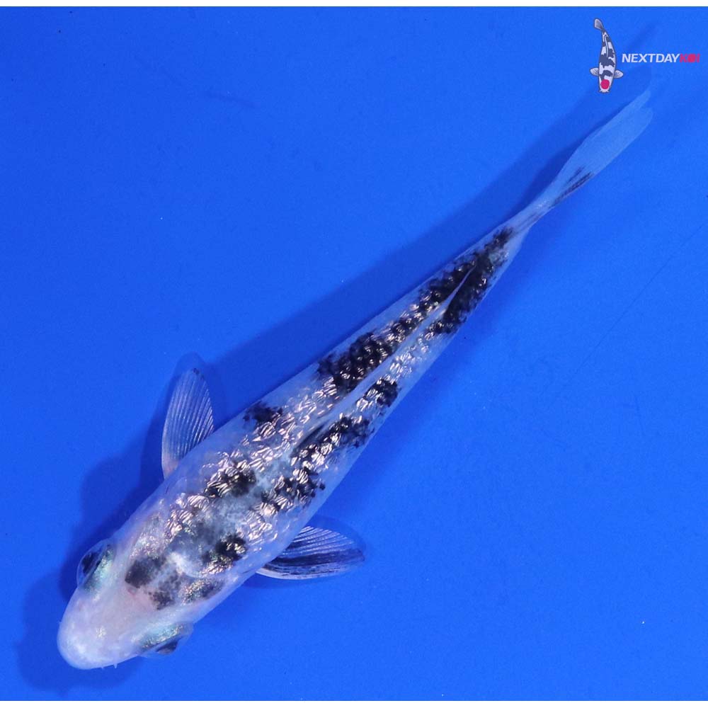 3” Imported Gin Rin Gin Shiro Bekko Koi