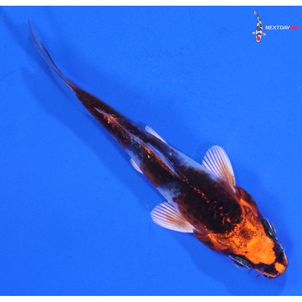 3” Imported Kujaku Koi